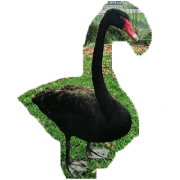 Australian Animals sticker