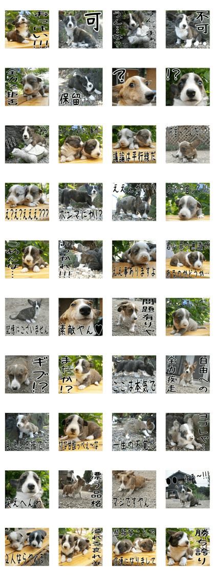 MIEDOG Welsh Corgi Cardigan sticker 5