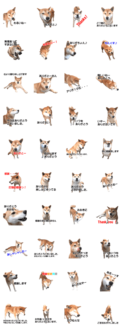 A-chan of Shibainu 5(Thankyou)