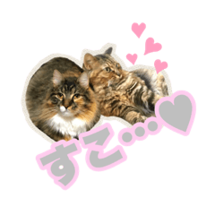 isome_cat_20201111163516