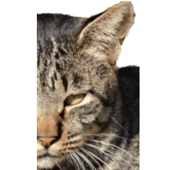 Stray cat without wording2-BIG