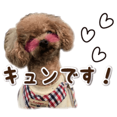 Cute dog /Moving toy poodle