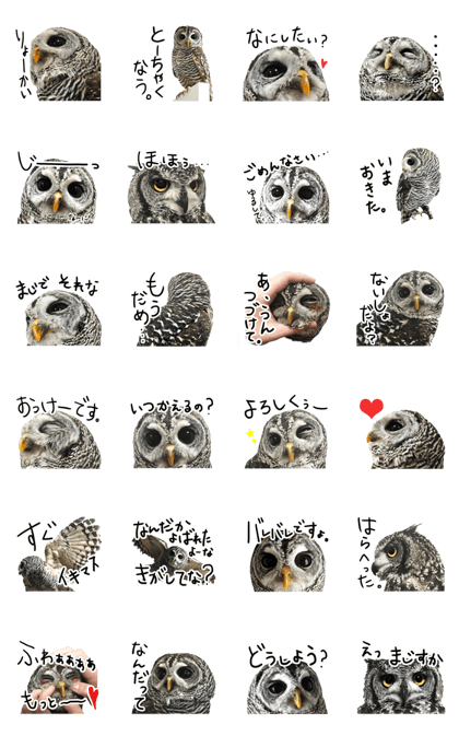 Rufous Legged Owl - Meme