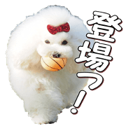 doggiesfan4