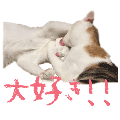 Photo Sticker of two cat