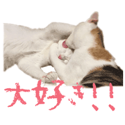 Photo Sticker of two cat