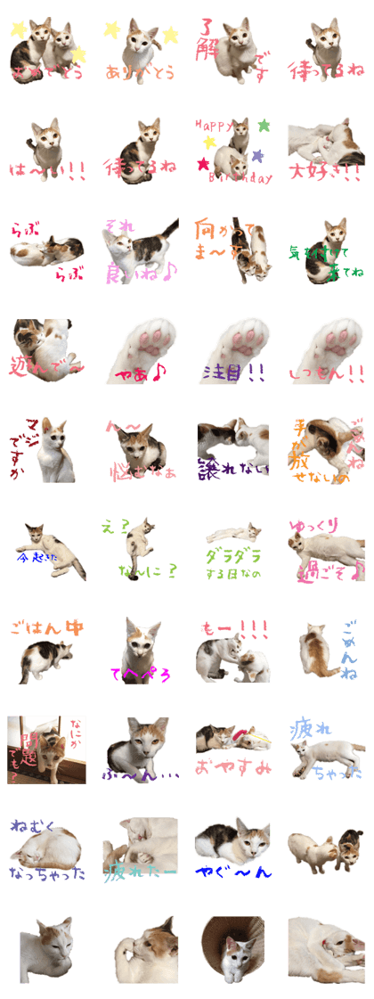 Photo Sticker of two cat