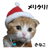 kinaco in my home3.Christmas version