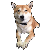 ShibaInu Greetings NewYear