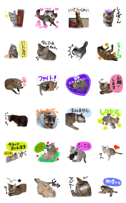 Mimi of real cat