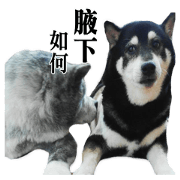 Akita Lee Ding Dong