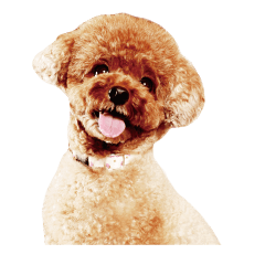 Calme Fluffy Toypoodle