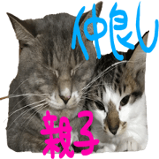 Cute daily of parent and child cats