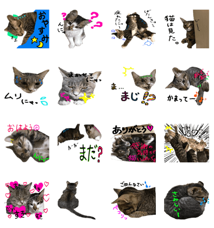 Cute daily of parent and child cats