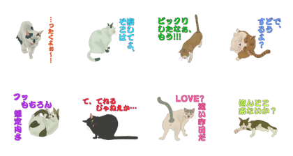 Eight stray cats