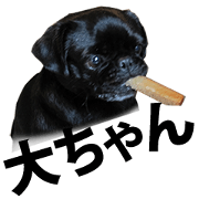 Daichan the PUG