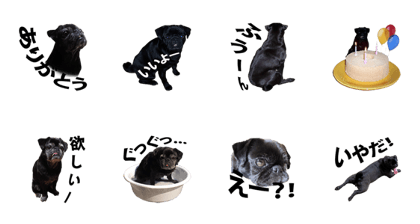 Daichan the PUG