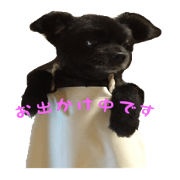 blackdog kuta