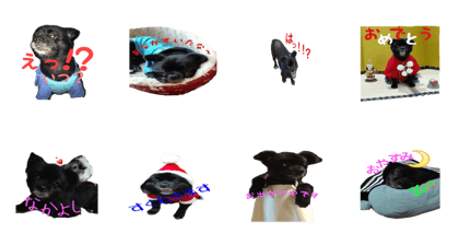 blackdog kuta