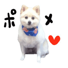 実写 ポメラニアン Line スタンプ Line Store