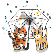 Bengal & Abyssinian