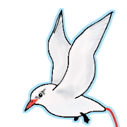 Rare Birds in Japan