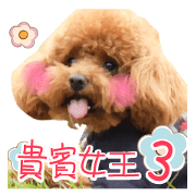 Poodle Queen3_a cute little girl