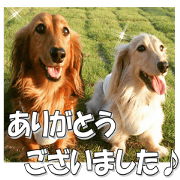 dachshundfan