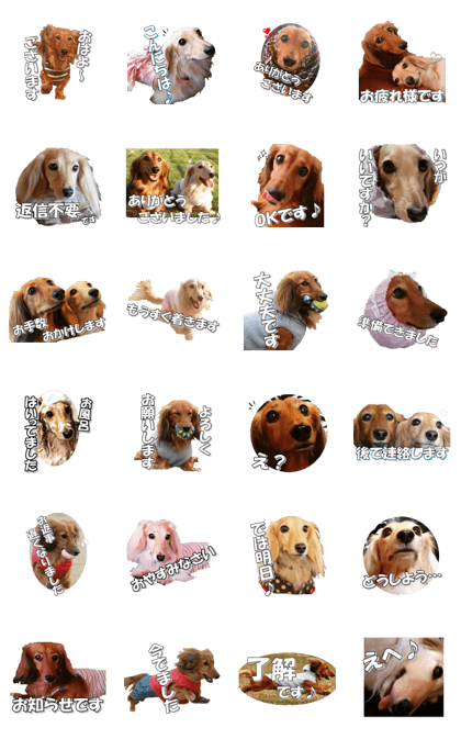 dachshundfan