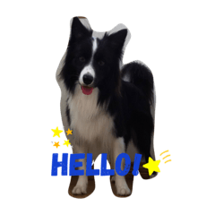 Harry the border collie