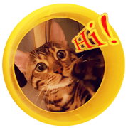 A-Hu is a cute cat