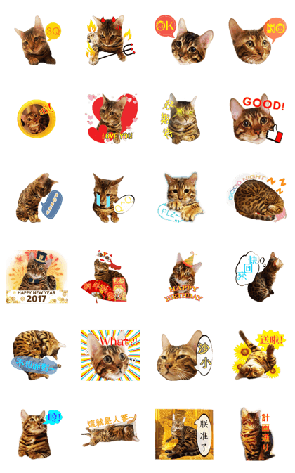A-Hu is a cute cat
