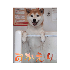 shiba_v104180c