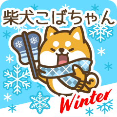 Shiba Kobachan in Winter