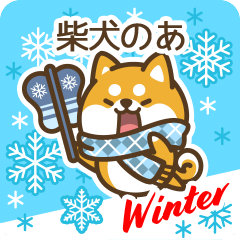 Shiba Noa in Winter