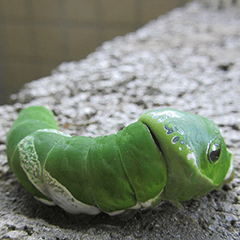 Caterpillar QQ
