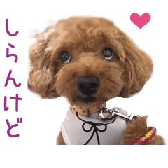 リアルdog トイプードル 関西弁で日常会話 Line スタンプ Line Store