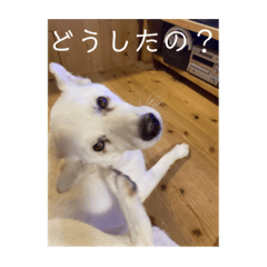 chiro_20201114095419