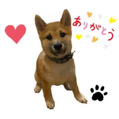 shiba - yamato
