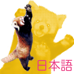 レッサーパンダがあなたを癒します！日本語