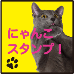 Cat Photo Sticker