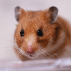 Use everyday! Hamster Photo Sticker Sumi