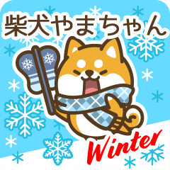 Shiba Yamachan in Winter