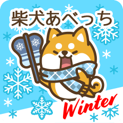 Shiba Abecchi in Winter