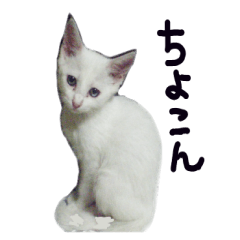 白猫 子猫の シルバーリアルフォト