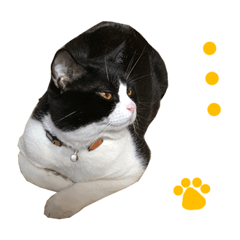 Cat Sticker(RORO)4