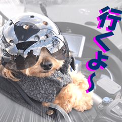 The Motorcycle dog TINA