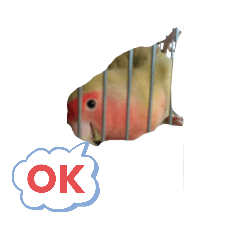 kozakura inkochan