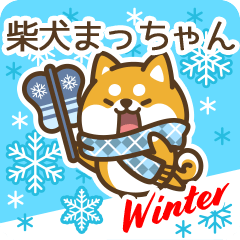 Shiba Macchan in Winter