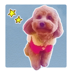 Cute dog Kotaro-chan